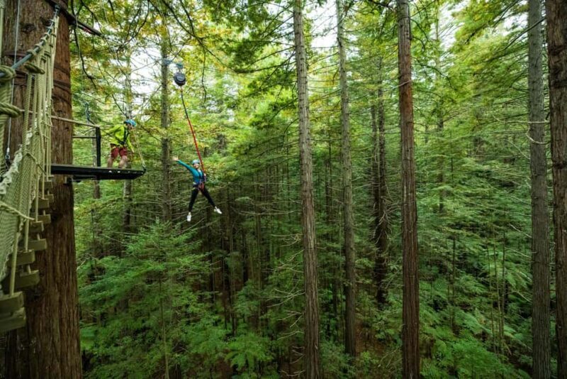 Rotorua: Redwoods Altitude High Ropes Adventure - An In-Depth Look at the Rotorua Redwoods High Ropes Experience