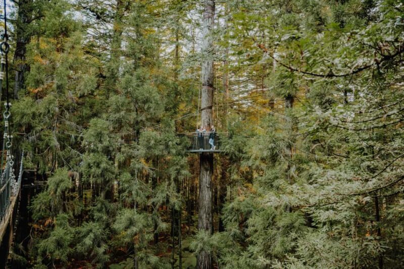 Rotorua: Redwoods Altitude, Nighttime Fast Pass, & Treewalk - The Sum Up  