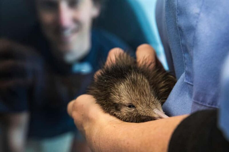 Rotorua: The National Kiwi Hatchery Kiwi Encounter Tour - Introduction