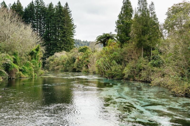 Rotorua: 'Thermal Path Tour' Geothermal half day Tour - What Others Say: Authentic Insights from Reviewers