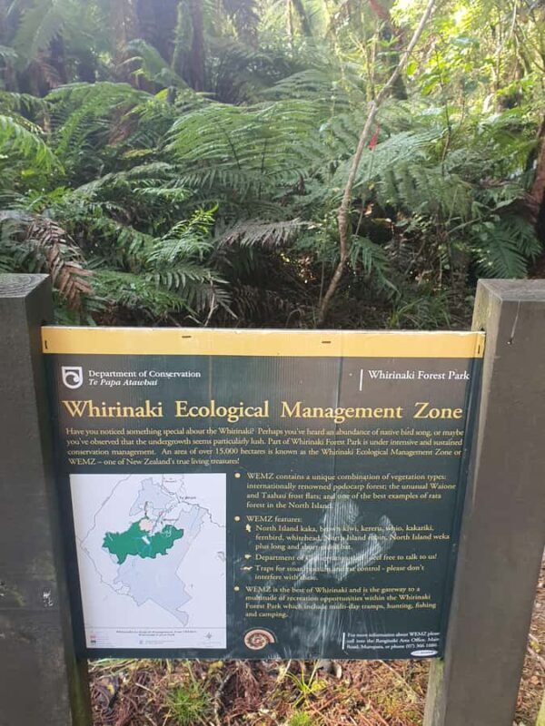 Rotorua (:) Whirinaki Forest Day & Night Walking With Us - Exploring Whirinaki with Local Guides