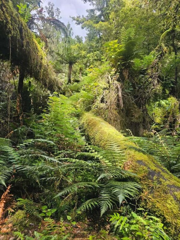 Rotorua (:) Whirinaki Forest Day & Night Walking With Us - Evening and Night: Wildlife Encounters