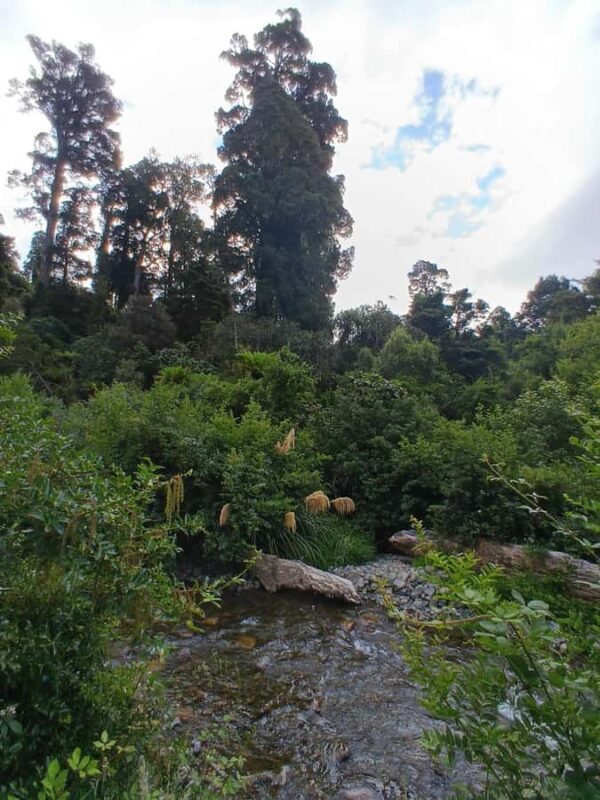 Rotorua (:) Whirinaki Forest Day & Night Walking With Us - Practicalities and Tips