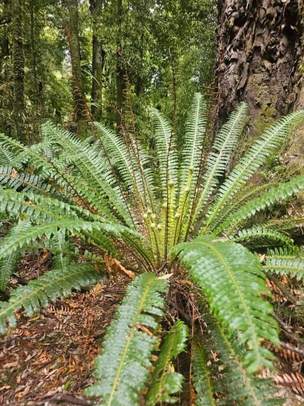 Rotorua (:) Whirinaki Forest Day & Night Walking With Us - FAQs