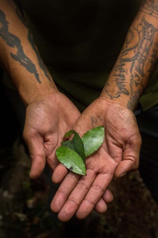 Rotorua: Whirinaki Forest Guided Tour with Spa Entry - Picnic Lunch and the Maori Rock Carvings