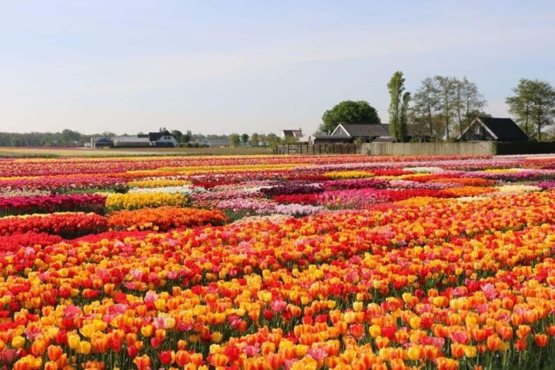 rotterdam-private-tour-tulips-keukenhof-windmill-cheese