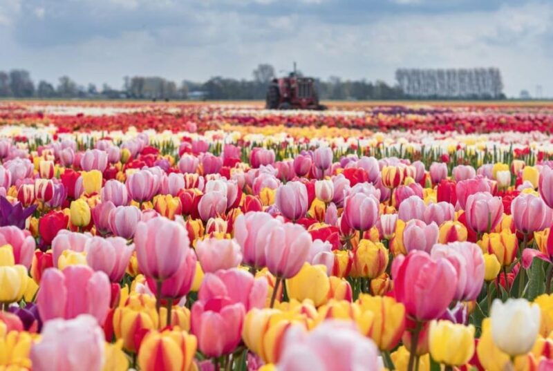 rotterdam-private-tour-tulips-keukenhof-windmill-cheese