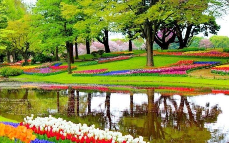 rotterdam-private-tour-tulips-keukenhof-windmill-cheese