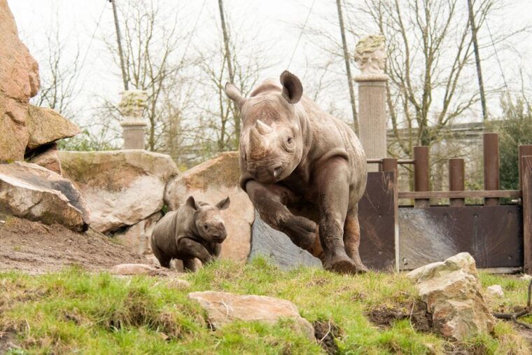 rotterdam-rotterdam-zoo-blijdorp-entry-ticket
