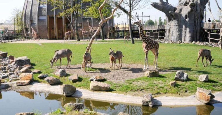 rotterdam-rotterdam-zoo-blijdorp-entry-ticket