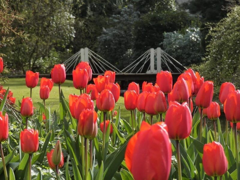 rotterdam-trompenburg-botanical-gardens-entry-ticket