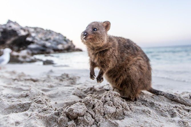 Rottnest Island All-Inclusive Grand Island Tour from Fremantle - Who Will Love This Tour?