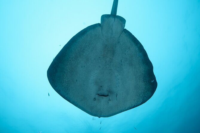 Rottnest Island Boat Dive Day Trip including Lunch - Customer Service and Crew