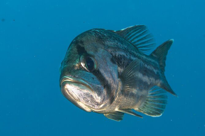 Rottnest Island Boat Dive Day Trip including Lunch - The Worth of the Cost