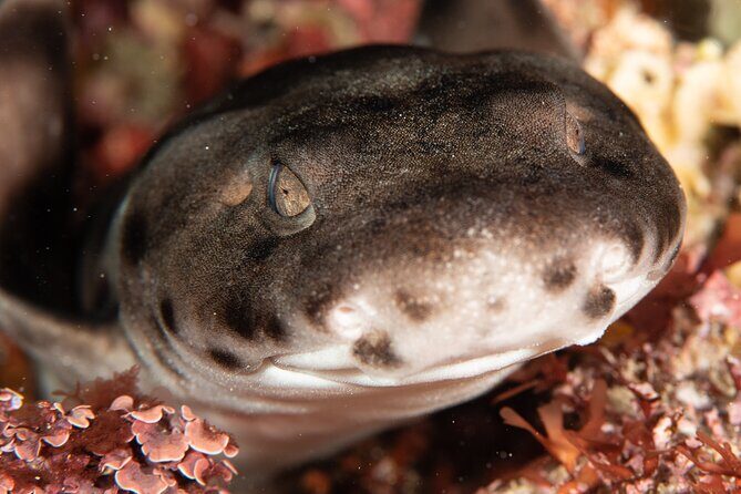 Rottnest Island Boat Dive Day Trip including Lunch - Considerations and Tips