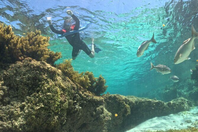 Rottnest Island Guided Snorkel Boat Experience - Who Should Consider This Tour?