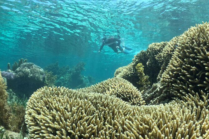 Rottnest Island Guided Snorkel Boat Experience - FAQ
