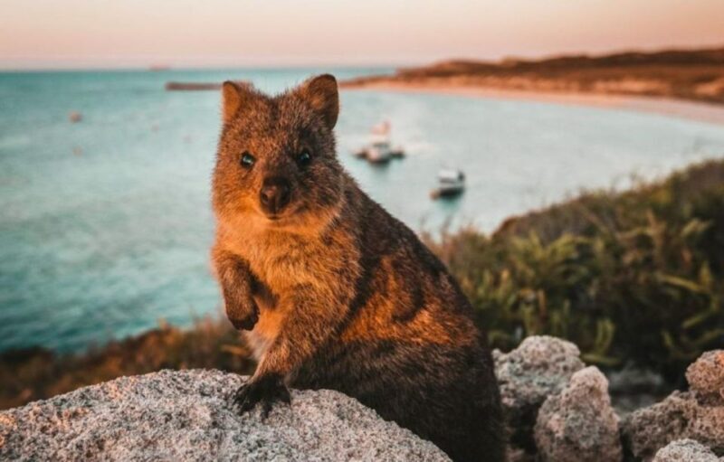 Rottnest Island: Lakes & Bays Guided 12km Hike - A Thorough Look at the Rottnest Island Lakes & Bays Guided Hike