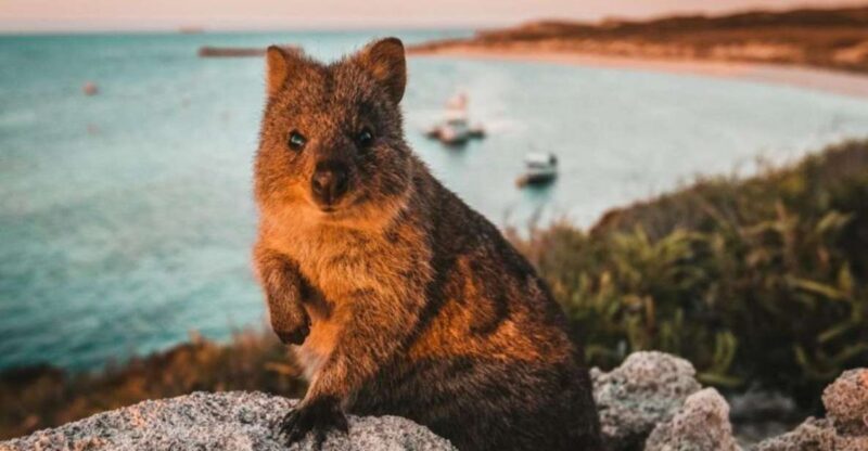 Rottnest Island: Lakes & Bays Guided 12km Hike - The Sum Up