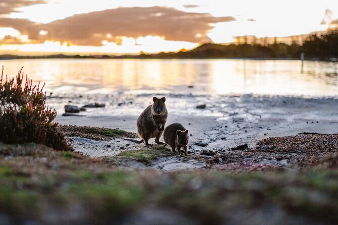 Rottnest Island Seals Sunset and West End Bus Tour - Final Thoughts