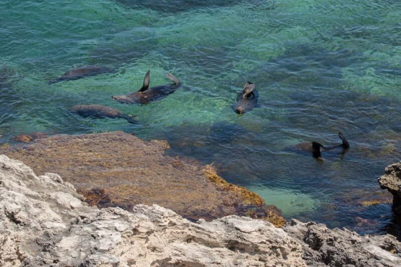Rottnest Island Seals, Sunset & West End Bus Tour - Key Points