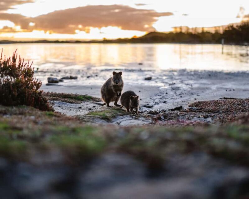 Rottnest Island Seals, Sunset & West End Bus Tour - Final Thoughts