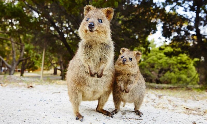 Rottnest Island Segway 1-Hour Settlement Tour - What to Expect from Your Rottnest Island Segway Tour