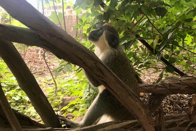 Round Trip Gambia - Crocodile Pool, School Visit & More! - Final Thoughts  
