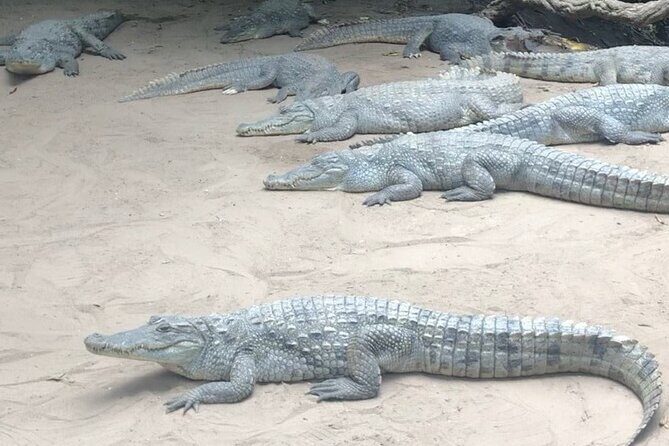 Round Trip Gambia - Crocodile Pool, School Visit & More! - Frequently Asked Questions  
