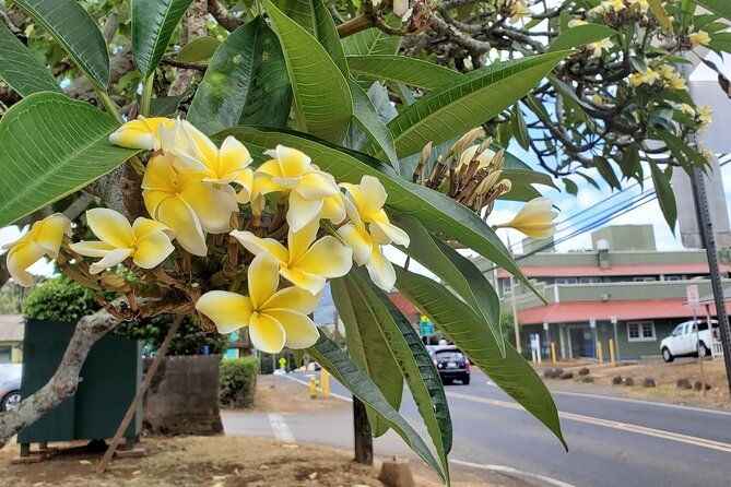 round-trip-north-shore-shuttle-from-waikiki-to-haleiwa-town-haleiwa-harbor