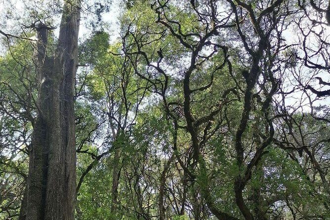 Round Trip to Menagesha Suba Forest Park - Key Points