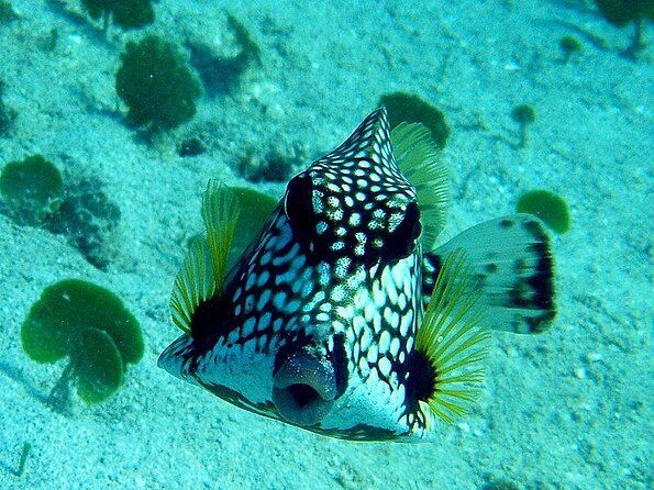 round-trip-transportation-to-coral-world-park-and-coki-beach