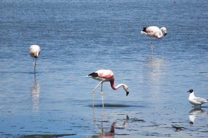 route-of-the-andean-salt-flats