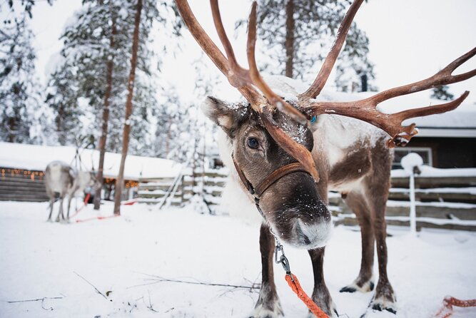 rovaniemi-2-days-activities-package-2