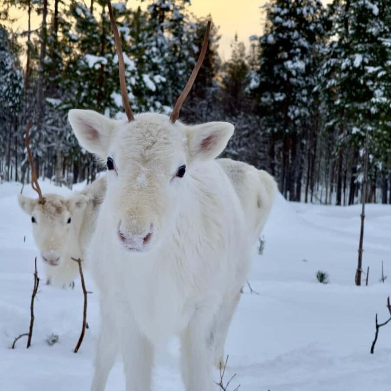 Rovaniemi: 3h Electric Snowmobile Safari at Reindeer Farm - Exploring the Itinerary in Detail