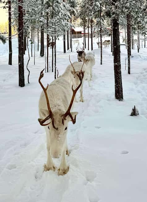 Rovaniemi: 4h Electric Snowmobile Safari at Reindeer Farm - An In-Depth Look at the 4-Hour Electric Snowmobile Safari