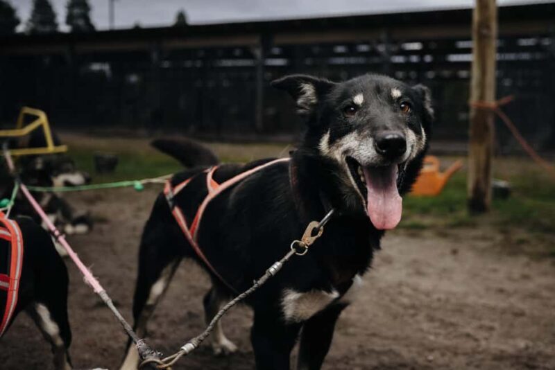 Rovaniemi: 4km Husky Cart Tour in Autumn - What to Expect from the Husky Cart Tour