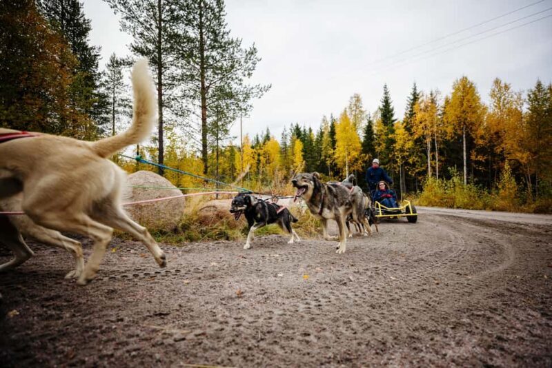 Rovaniemi: 4km Husky Cart Tour in Autumn - Is This Tour Worth the Price?