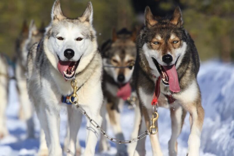 Rovaniemi: 7km Self-Drive Husky Sleigh Ride Adventure - Key Points  