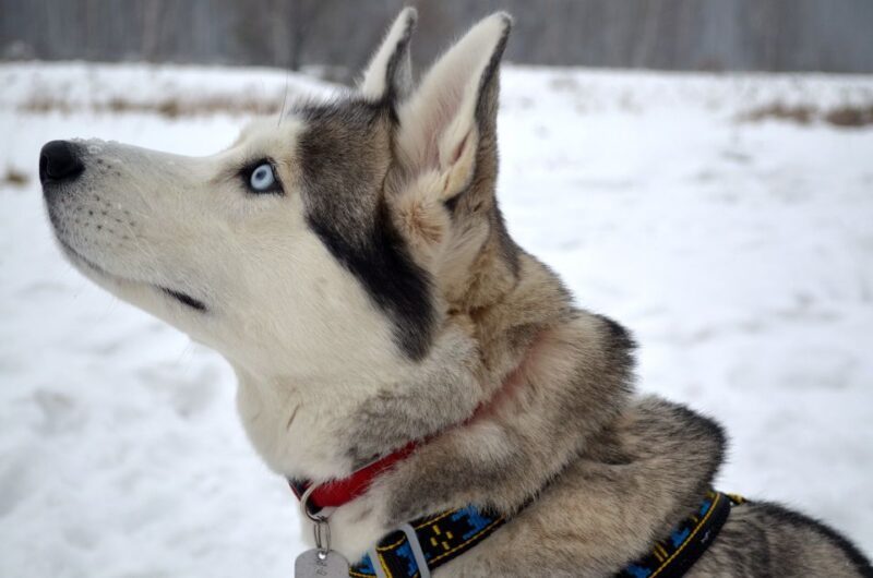 Rovaniemi: 7km Self-Drive Husky Sleigh Ride Adventure - The Itinerary in Detail