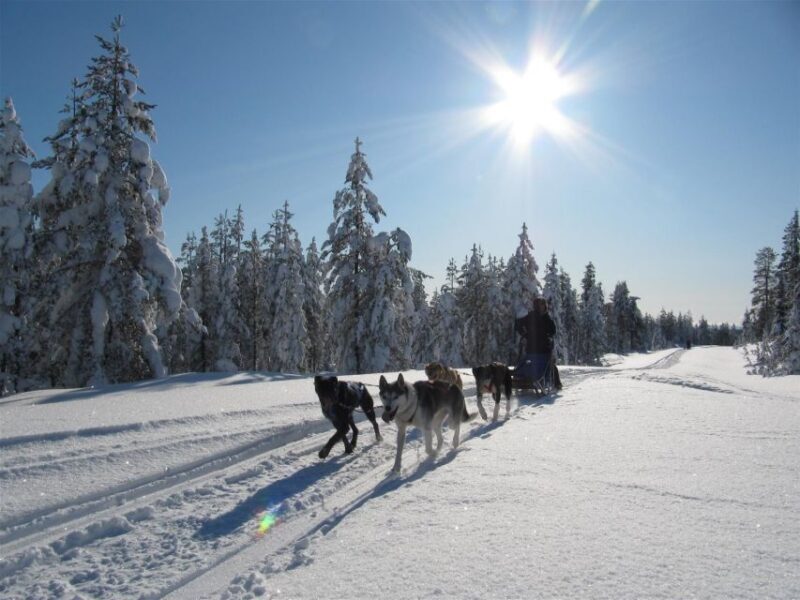 Rovaniemi: Apukka Husky Adventure 7km, self-driven - Introduction