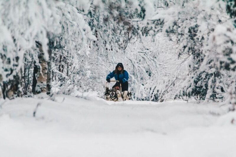 Rovaniemi: Apukka Husky Adventure 7km, self-driven - Key Points