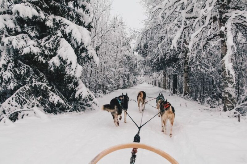 Rovaniemi: Apukka Husky Adventure 7km, self-driven - Detailed Itinerary Breakdown