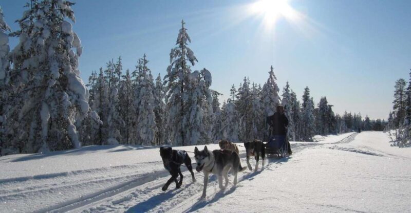 Rovaniemi: Apukka Husky Adventure 7km, self-driven - Price and Value