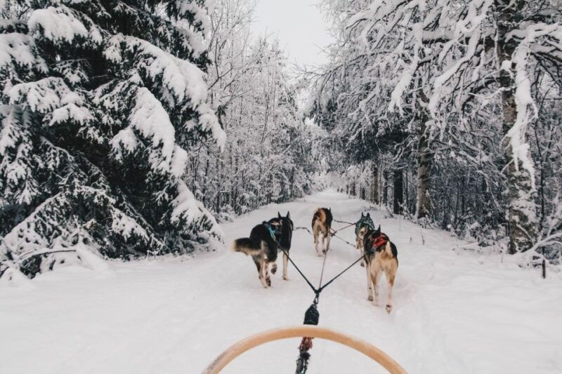 rovaniemi-apukka-husky-adventure