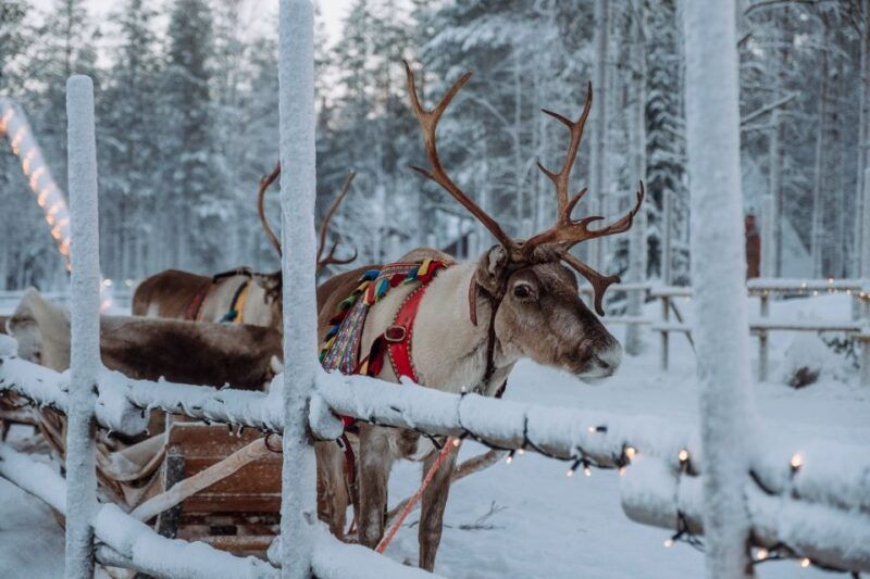 rovaniemi-apukka-reindeer-journey