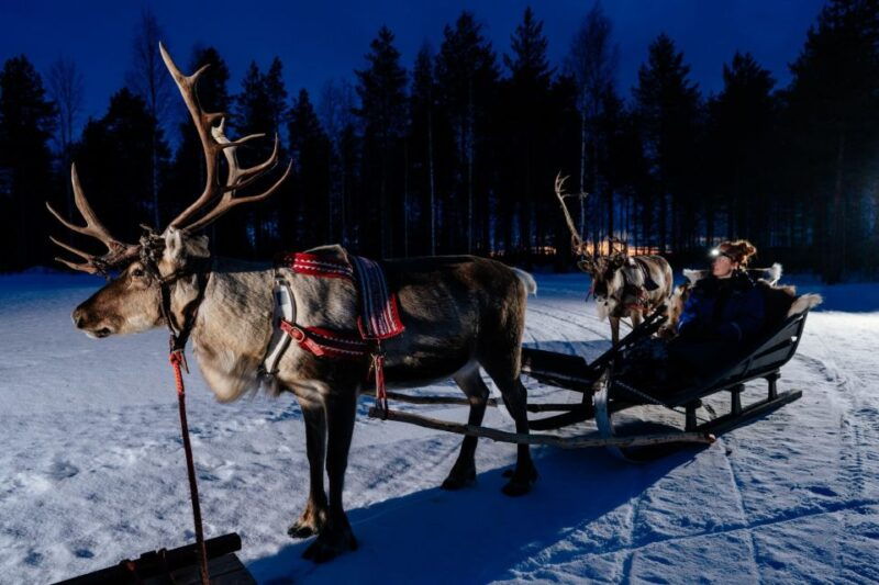 rovaniemi-apukka-reindeer-sleigh-ride-at-night