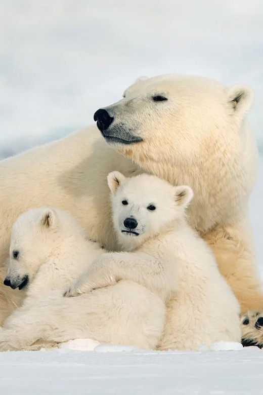 rovaniemi-arctic-animals-sleigh-rides-and-wildlife-zoo