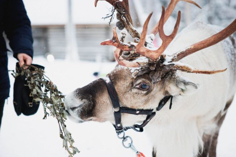 rovaniemi-arctic-circle-highlights-by-snowmobile
