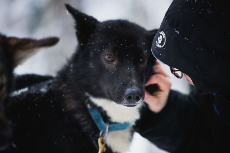 rovaniemi-arctic-circle-highlights-by-snowmobile